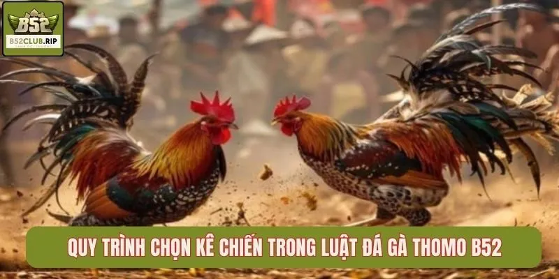 Quy trình chọn kê chiến trong luật đá gà Thomo B52club